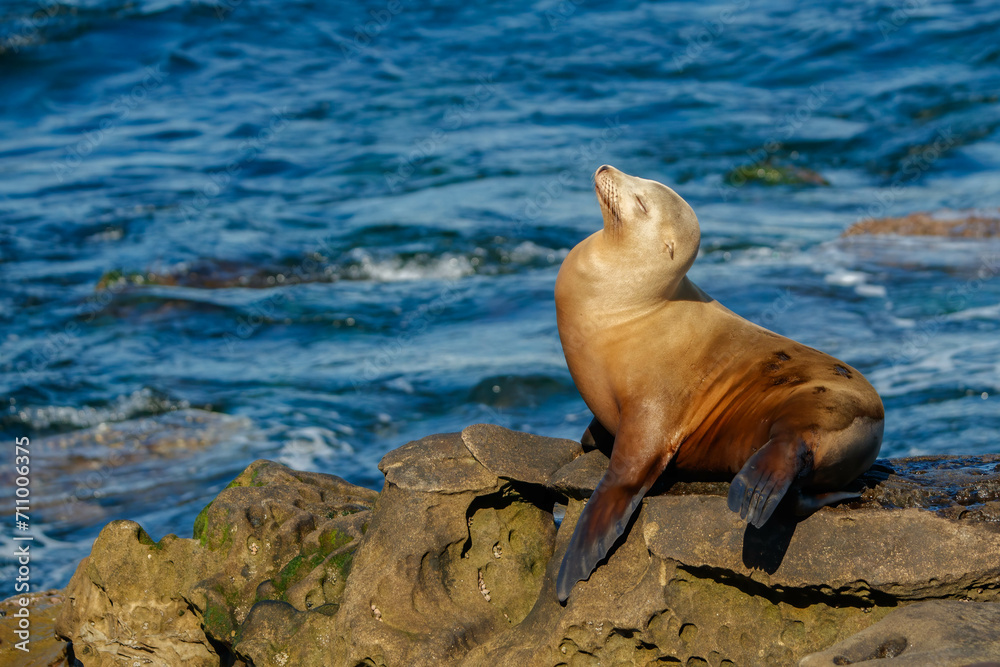Fototapeta premium Harbor seals sea lions playing in ocean 