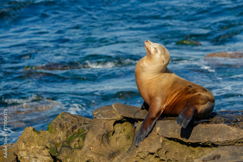 Harbor seals sea lions playing in ocean 