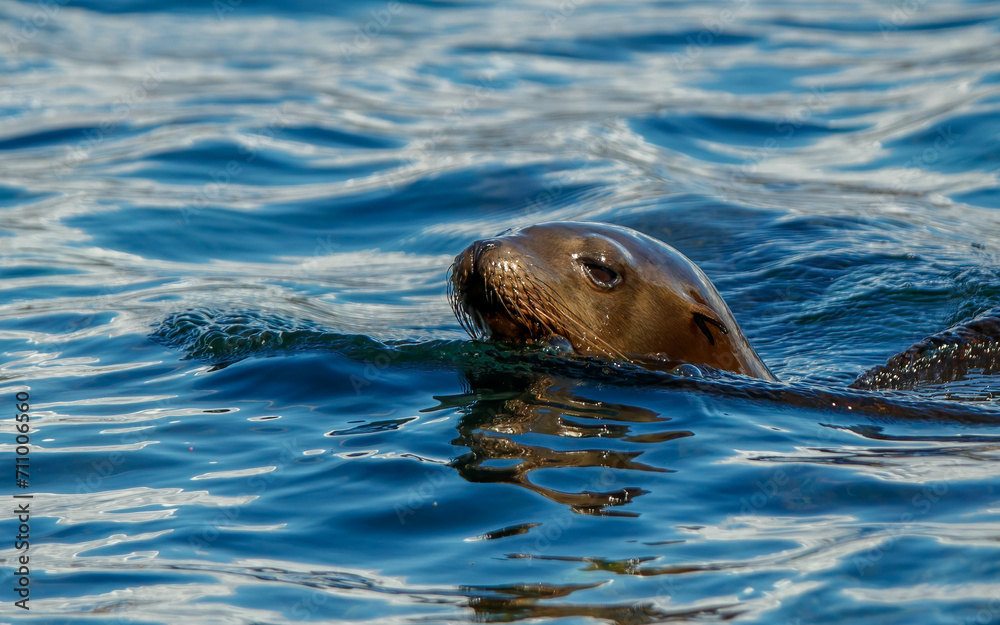 Obraz premium Harbor seals sea lions playing in ocean 