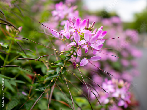 selective focus of pink spiny spiderflower (Cleome spinosa ) flowers with blurred background photo