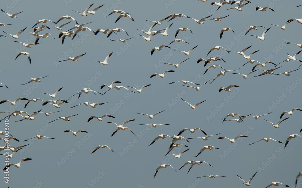 Flock of snow geese migrating Flock of snow geese migrating