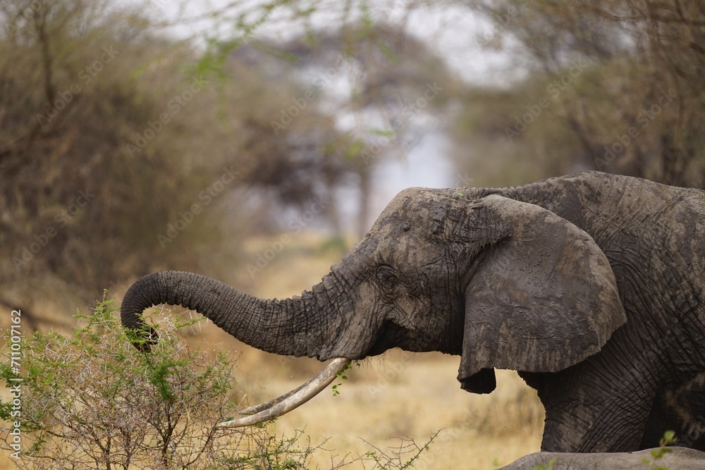 african wildlife, elephants