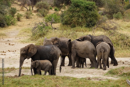 african wildlife, elephants