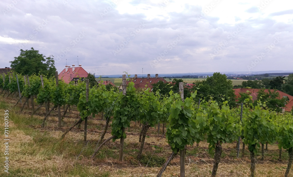 On a vineyard, growing rows of grape bushes in perspective. The roofs of private houses can be seen behind it