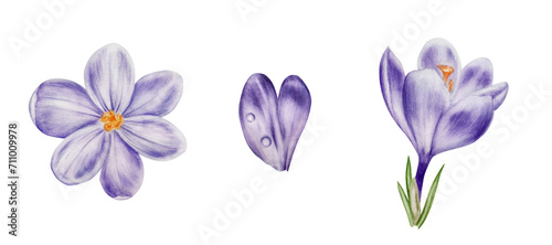 Watercolor set with purple blooming crocus flower isolated on white background. Spring and easter botanical hand painted saffron illustration. For designers, wedding, decoration, postcards, wra photo