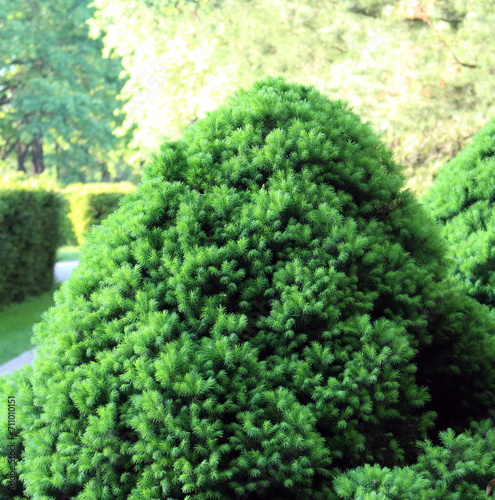 green bush in the garden
