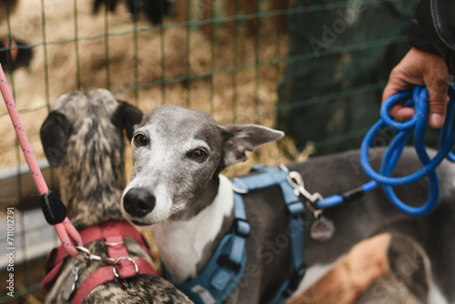 Italian Greyhounds dogs on a leash photo