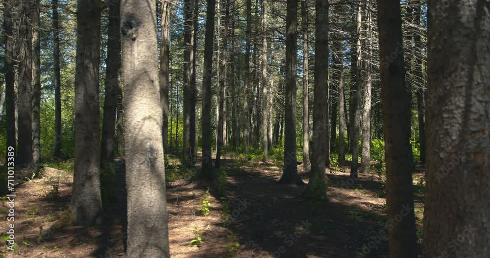 Conifer trunk forest with shadows Conifer trunk forest with shadows
