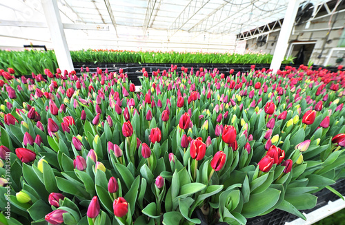 red unopened tulips in a greenhouse against the background of agro-industrial equipment. photo