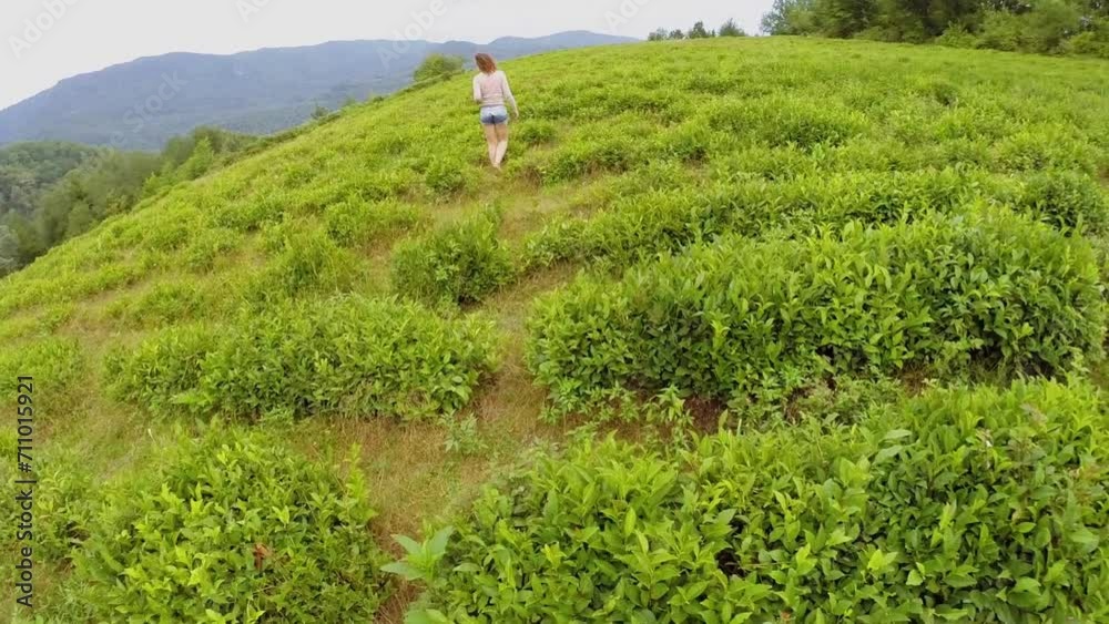 Woman walks by tea field on mountain slope at summer day Woman walks by tea field on mountain slope at summer day