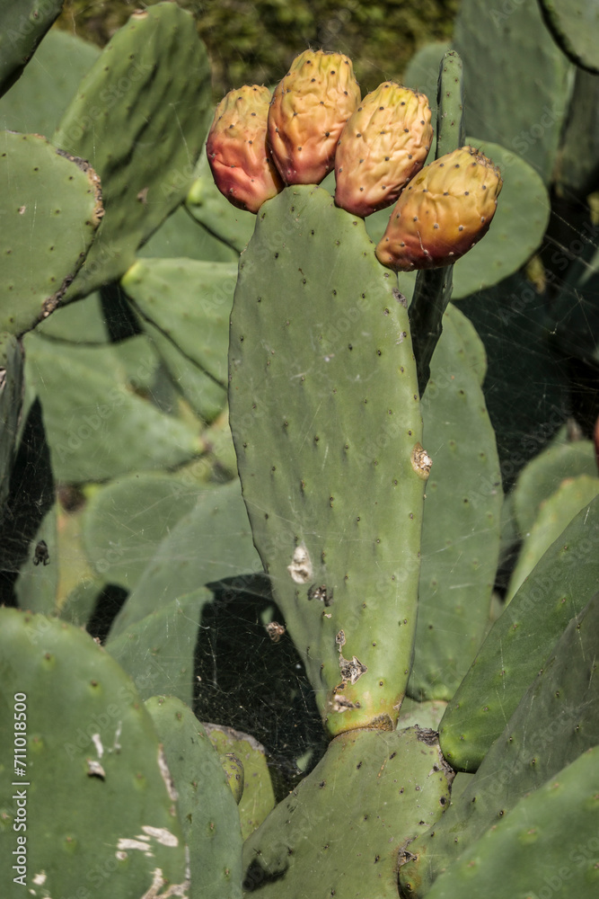 Feigenkaktus (Opuntia ficus-indica) mit Früchten Feigenkaktus (Opuntia ficus-indica) mit Früchten