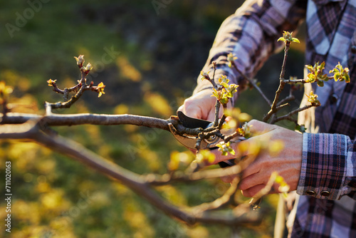 Close-up of a male gardener's hand pruning a fruit tree