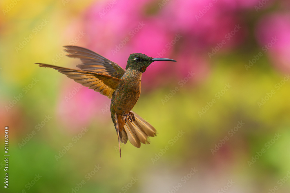 Naklejka premium Fawn-breasted Brilliant Hummingbird in flight, 4K resolution, best Ecuador humminbirds