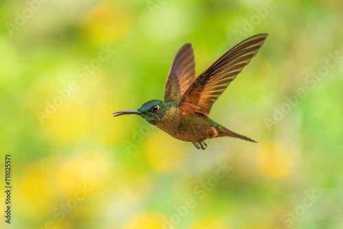 Fawn-breasted Brilliant Hummingbird in flight, 4K resolution, best Ecuador humminbirds