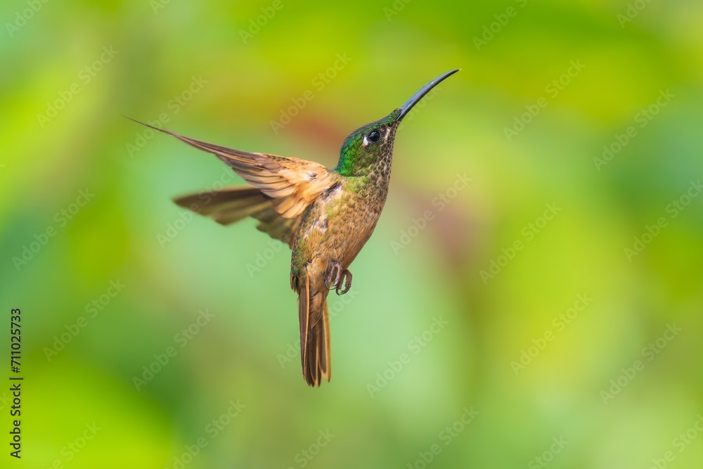 Fototapeta premium Fawn-breasted Brilliant Hummingbird in flight, 4K resolution, best Ecuador humminbirds