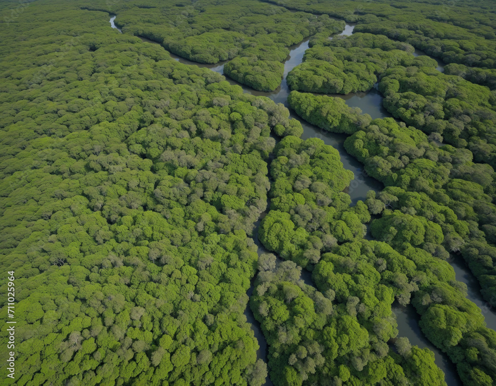 Bird's-eye view of mangrove forest showcasing ability to capture CO2 for carbon neutrality and net zero emissions. Sustainable green environment visible from above. Bird's-eye view of mangrove forest showcasing ability to capture CO2 for carbon neutrality and net zero emissions. Sustainable green environment visible from above.