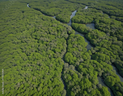 Bird's-eye view of mangrove forest showcasing ability to capture CO2 for carbon neutrality and net zero emissions. Sustainable green environment visible from above.
