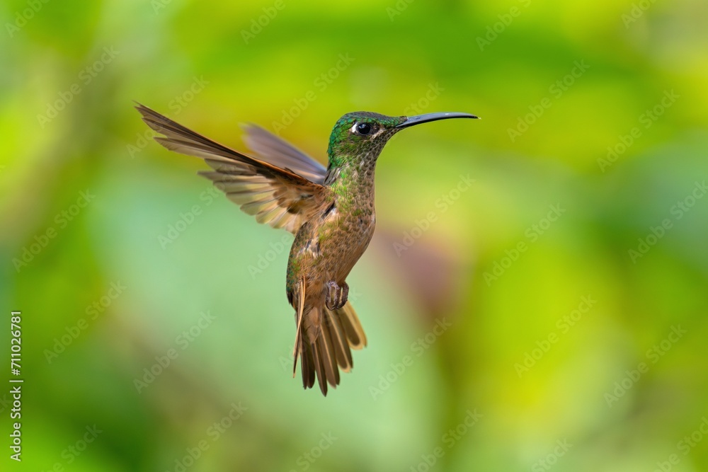 Fototapeta premium Fawn-breasted Brilliant Hummingbird in flight, 4K resolution, best Ecuador humminbirds