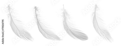 Light feathers isolated on white, collection. Plumage