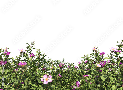 pink flowers border © Poprock3d
