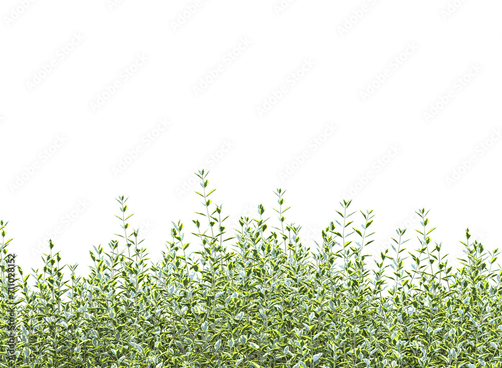 Wild privet branch bushes shrub isolated Wild privet branch bushes shrub isolated