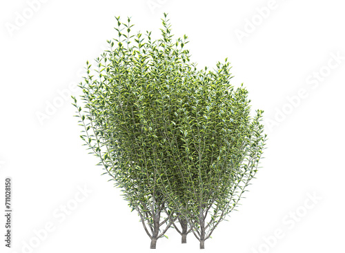 Schilderij op canvas Wild privet branch bushes shrub isolated