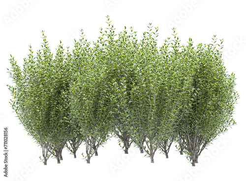 Wild privet branch bushes shrub isolated photo