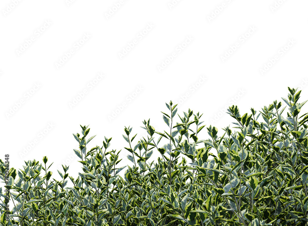 Wild privet branch bushes shrub isolated