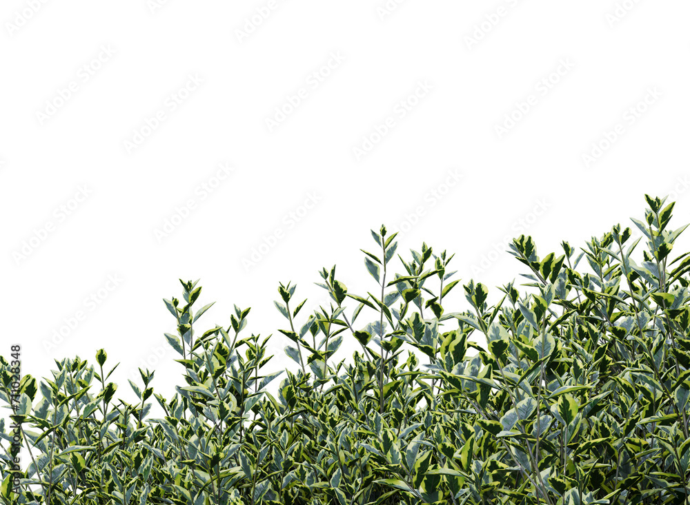 Wild privet branch bushes shrub isolated Wild privet branch bushes shrub isolated