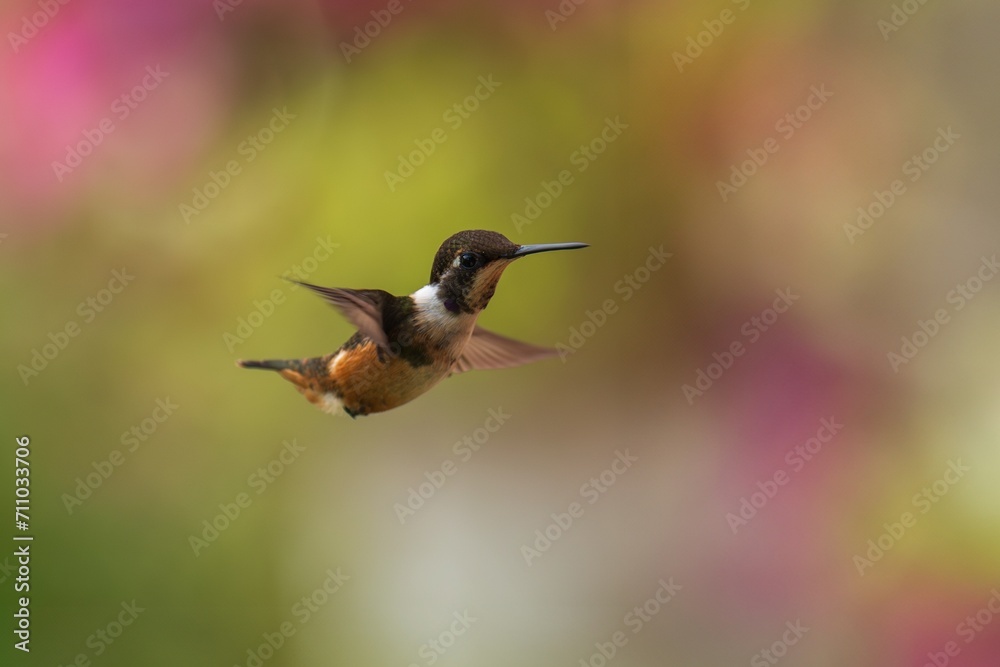 Fototapeta premium White-bellied Woodstar, Hummingbird in flight, 4K resolution, best humminbirds Ecuador