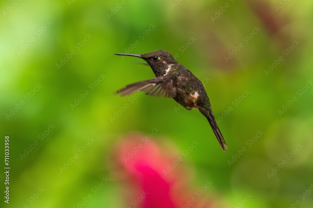 Naklejka premium White-bellied Woodstar, Hummingbird in flight, 4K resolution, best humminbirds Ecuador