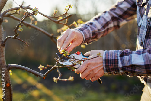 Close-up of a gardener pruning a fruit tree