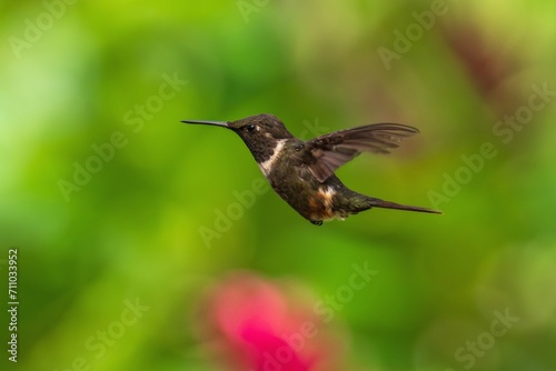 White-bellied Woodstar, Hummingbird in flight, 4K resolution, best humminbirds Ecuador