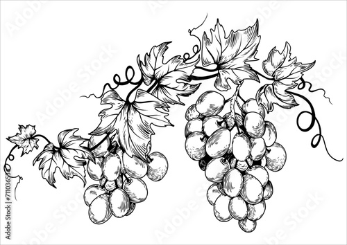 Black and white grape branch and leaves. Hand drawn vector illustration.