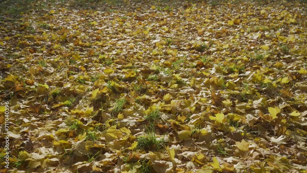 Garden covered with autumn leaves Garden covered with autumn leaves