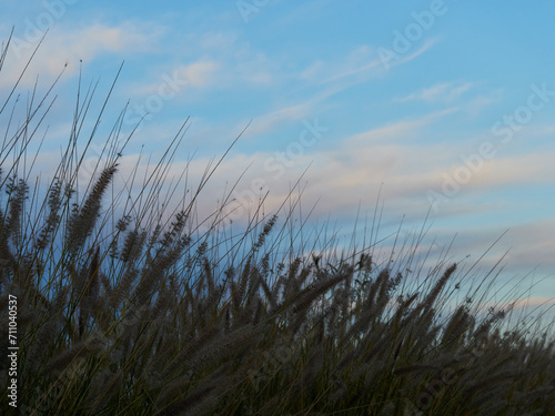 Photo of tall grass against cloudy blue sky
