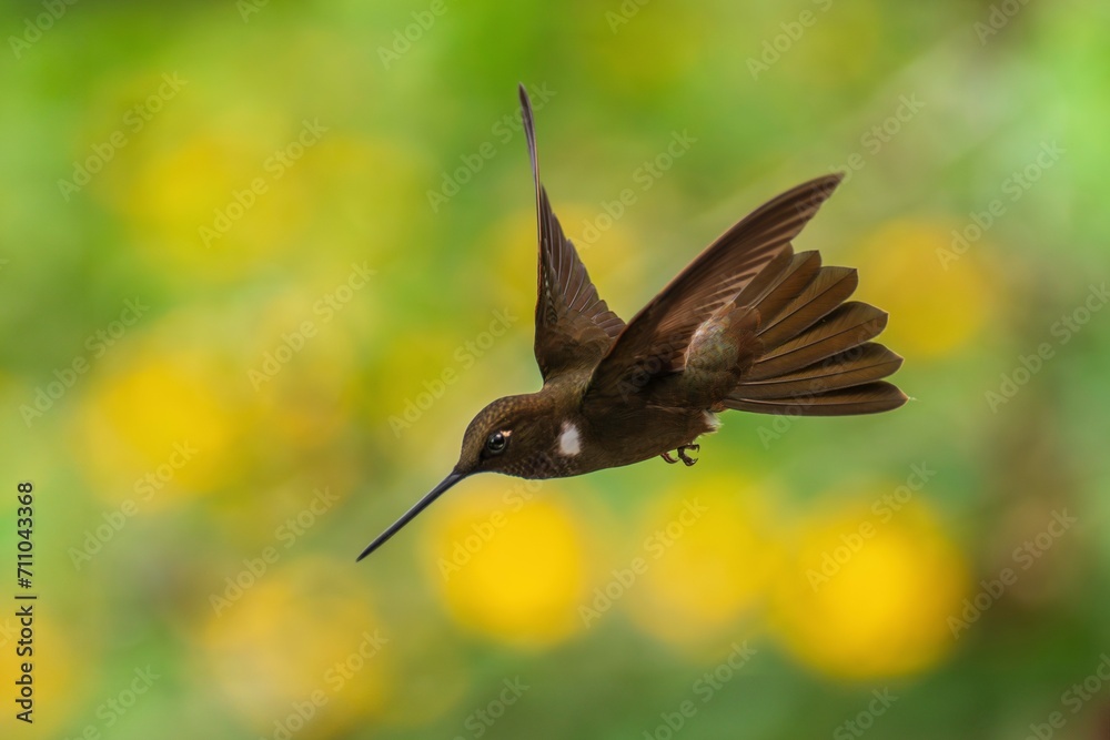 Naklejka premium Brown inca (Coeligena wilsoni) is a species of hummingbird found in forests between 1000 and 2800 m along the Pacific slope of the Andes from western Colombia to southern Ecuador. 4K resolution