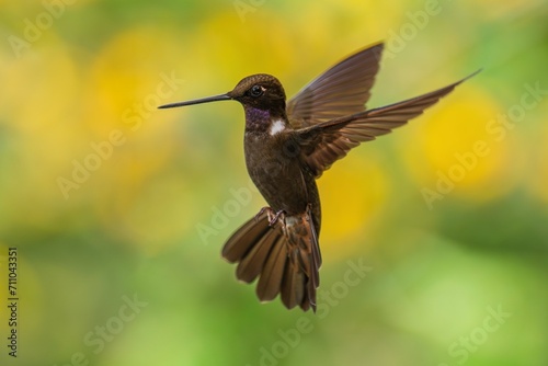 Brown inca (Coeligena wilsoni) is a species of hummingbird found in forests between 1000 and 2800 m along the Pacific slope of the Andes from western Colombia to southern Ecuador. 4K resolution