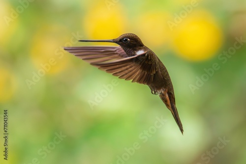 Brown inca (Coeligena wilsoni) is a species of hummingbird found in forests between 1000 and 2800 m along the Pacific slope of the Andes from western Colombia to southern Ecuador. 4K resolution photo