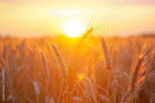 image captures peaceful scene of wheat field at sunrise. The sun is visible  appearing as bright  golden orb amidst the wheat stalks