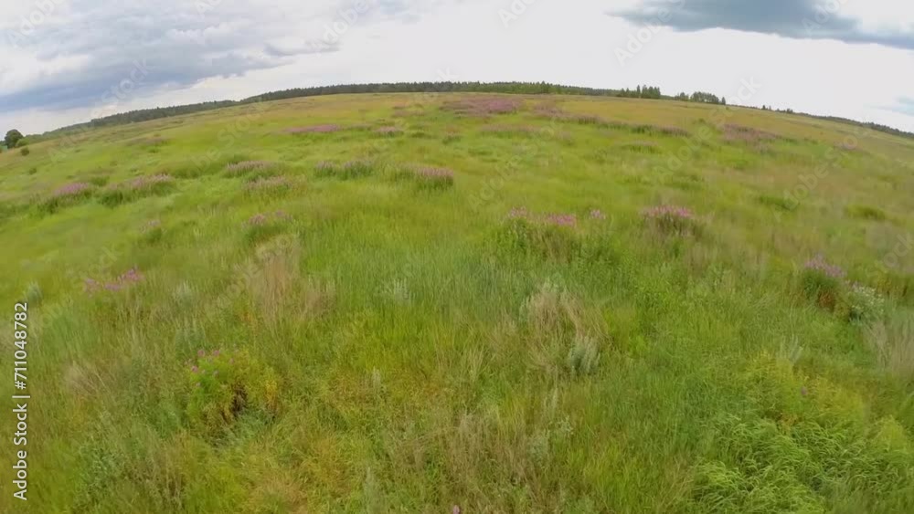 Wild flowers among grass on field at summer cloudy day. Wild flowers among grass on field at summer cloudy day.