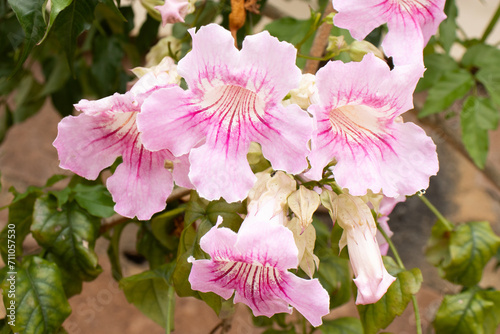 super close of light pink flower