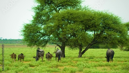 A herd of Blue wildebeest (Connochaetes taurinus) grazing in Savanah. photo