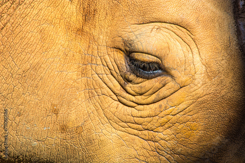 close up of rhino eye
