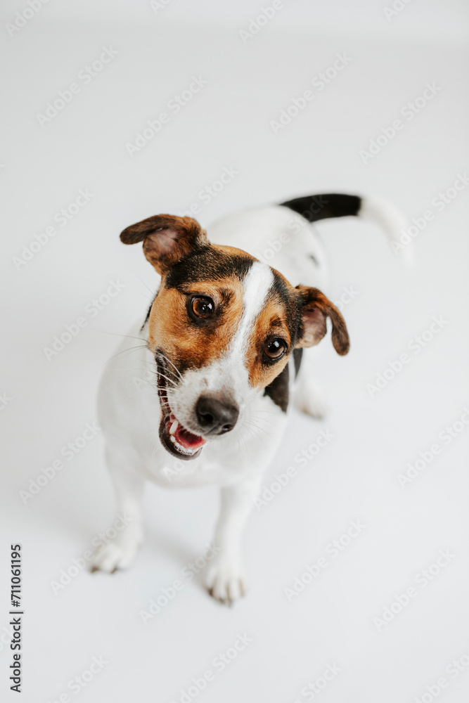 Photoshoot of a happy Jack Russell Terrier dog on a white background in a studio