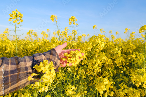 farmer  agronomist hands touch golden blooming yellow rapeseed plants  green fields of ripening agro culture  vegetable lettuce plants  country road  sun shining  food crisis  environmental concept