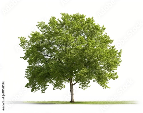 single green tree in field
