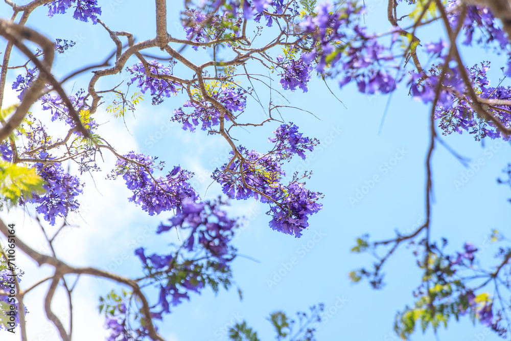 Fototapeta premium Blooming Jacaranda Painting the Australian Sky