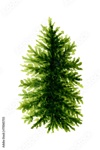 Watercolor illustration of a lush green spruce. Forest plant element of fir or pine. Christmas tree object isolated on white background. Evergreen natural Christmas tree for decorating gardens,