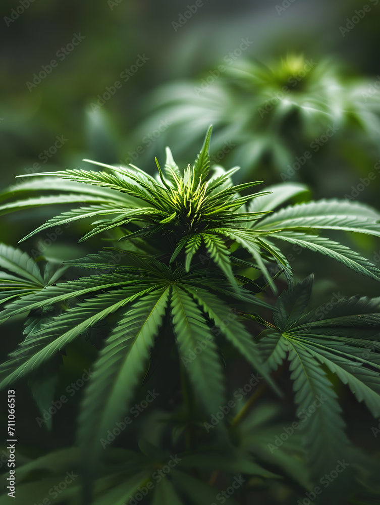 cannabis plant cannabis plant